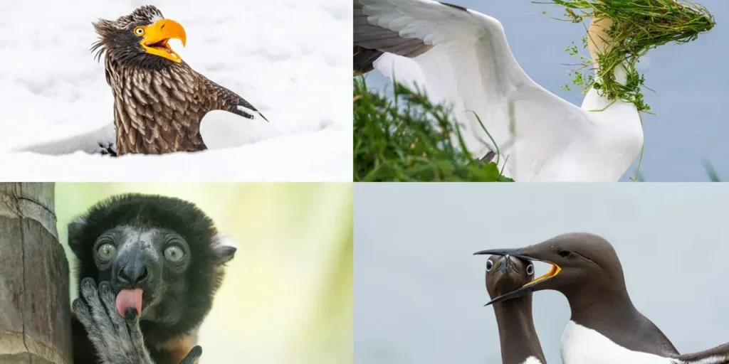 Richiesta di invio del testo dell'articolo non ricevuto