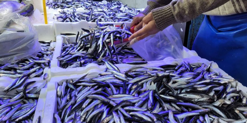 Hamsi ve istavrit 75 liraya düştü! Kapış kapış satılıyor