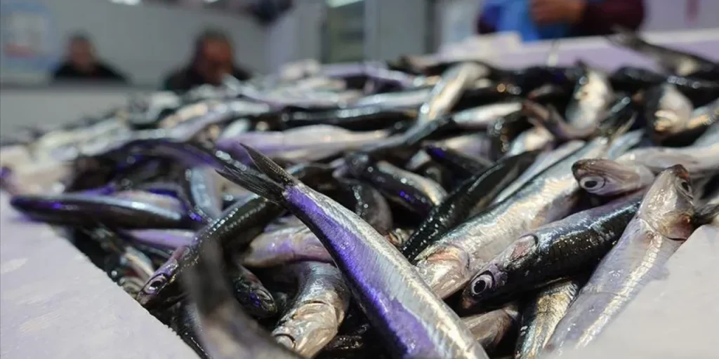 Prezzo dell'hamsi sale a 200 lira: fattori climatici e riduzione delle catture