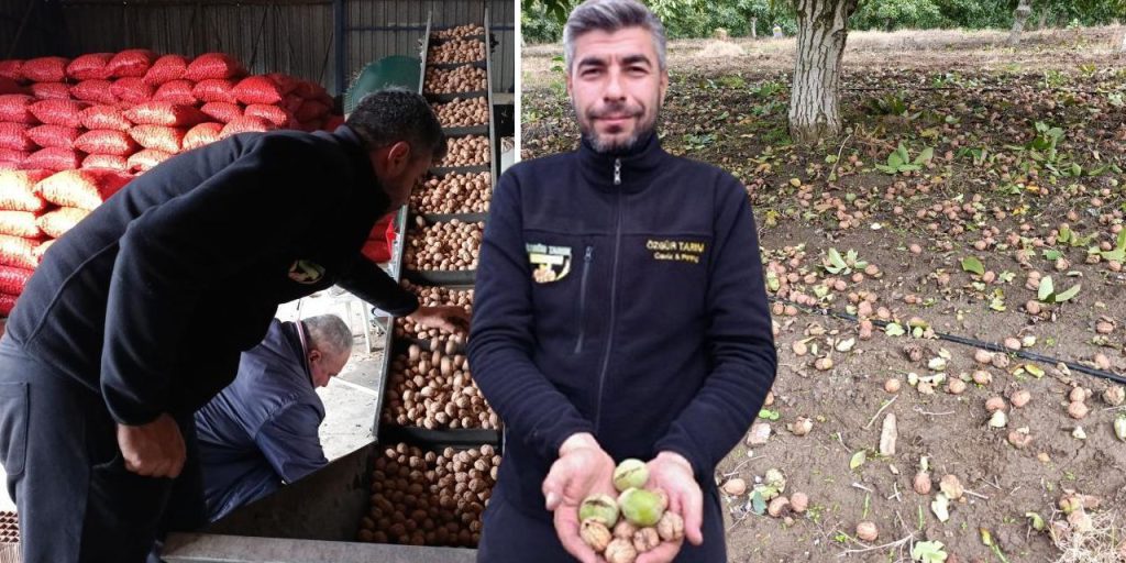 Hasat başladı, bereket yağdı! 500 tonu buluyor, İstanbul, Ankara, Tekirdağ'a gidiyor...