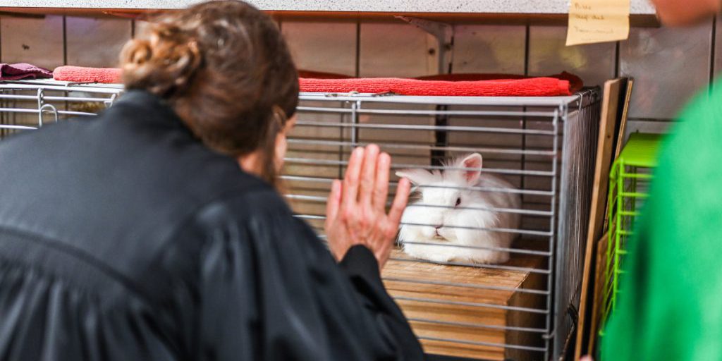 NRW-Tierheim verzweifelt beim Anblick dieser Vierbeiner: „Traurig und enttäuscht“