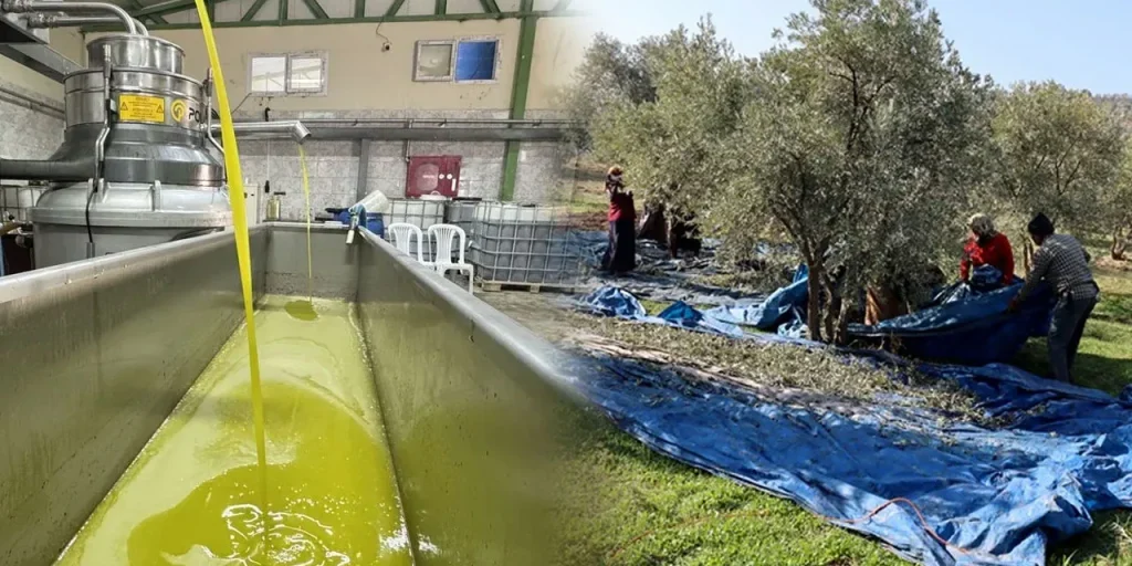 Altınözü: il sindaco Ahmet Sarı lancia un’azienda di olio d’oliva con 250 tonnellate annuali e 65 % di finanziamento TKDK