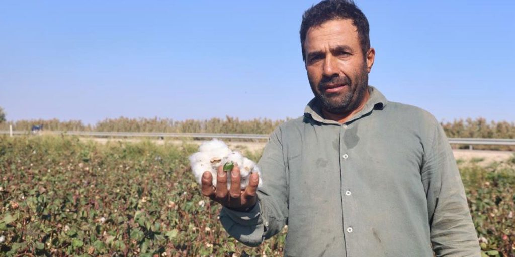La produzione di cotone ad Hatay colpita dalla siccità: cosa sta succedendo e cosa possiamo fare per aiutare