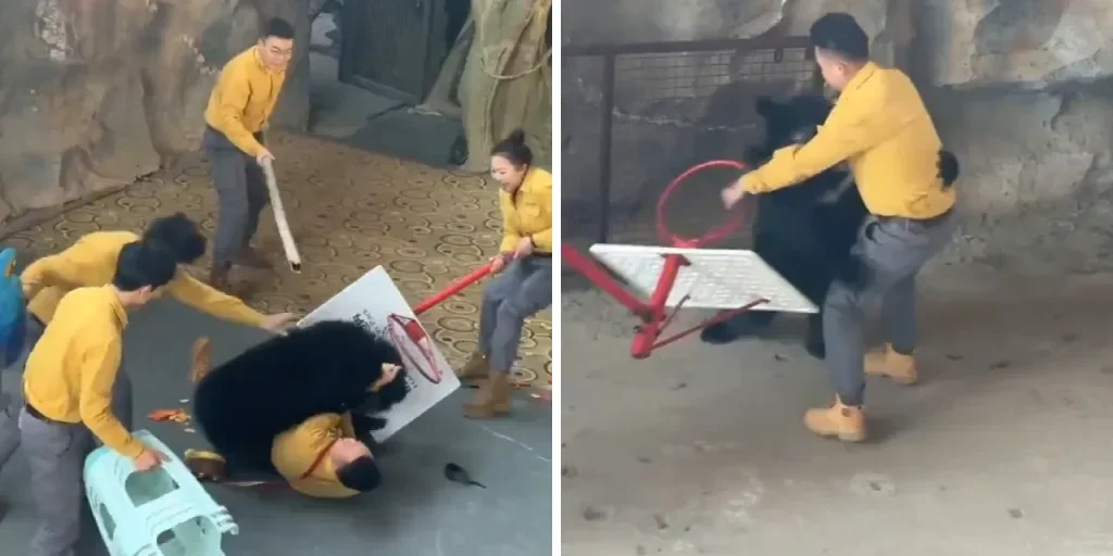 Orso attacca il custode al parco safari di Hangzhou, ma nessuno rimane ferito