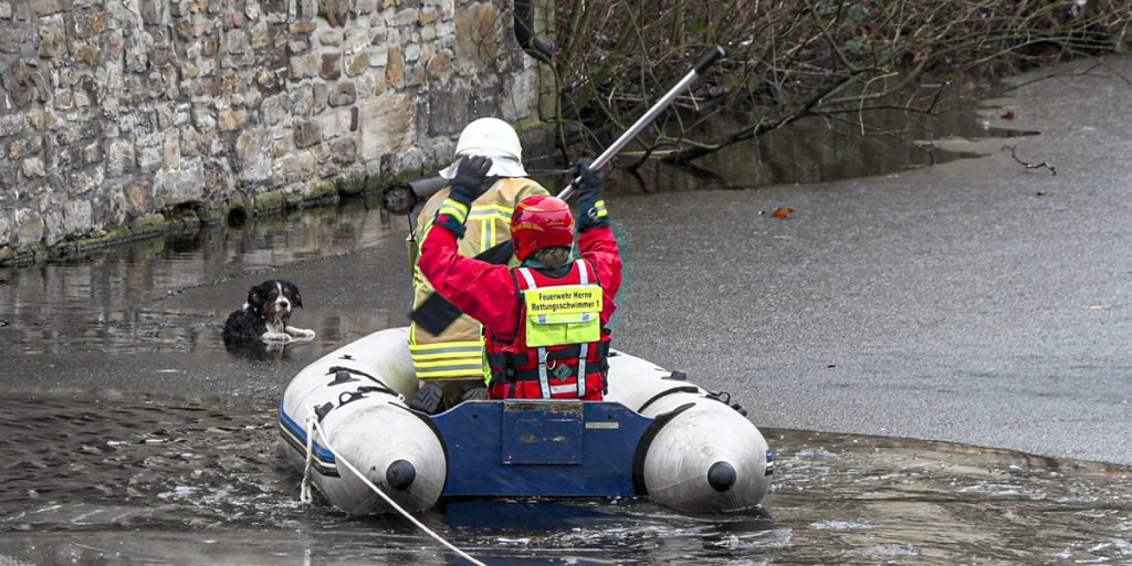 Cane smarrito a Herne: soccorso rapido garantisce salvezza