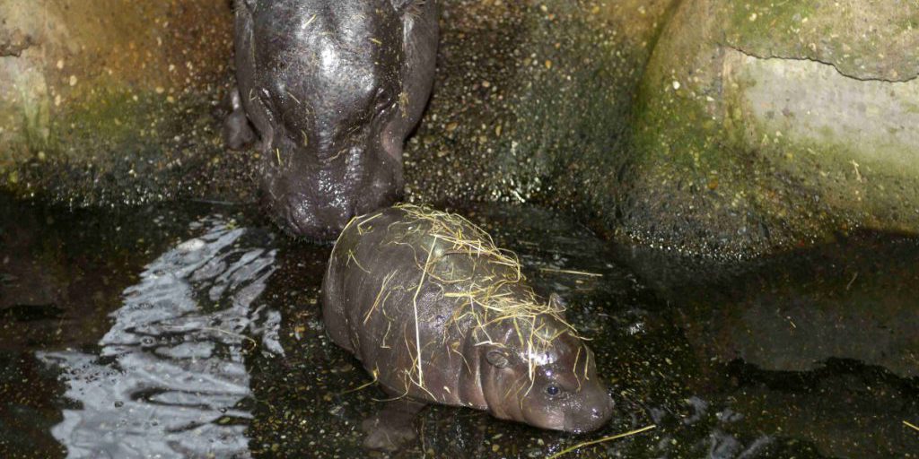 Zoo di Duisburg: momenti commoventi nella zona degli ippopotami e la storia di Baby Panya