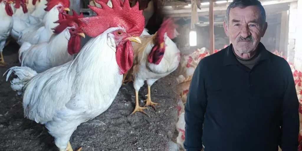 Pensionato vende 850 galline: hobby diventa lavoro