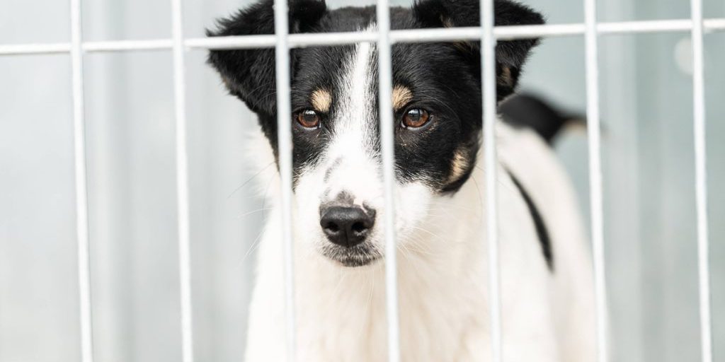 NRW-Tierheim entdeckt Hund am Eingangstor – „Schämt euch in Grund und Boden“