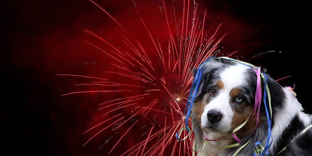 Rifugio per cani spaventati a Capodanno in NRW: dove trovare tranquillità