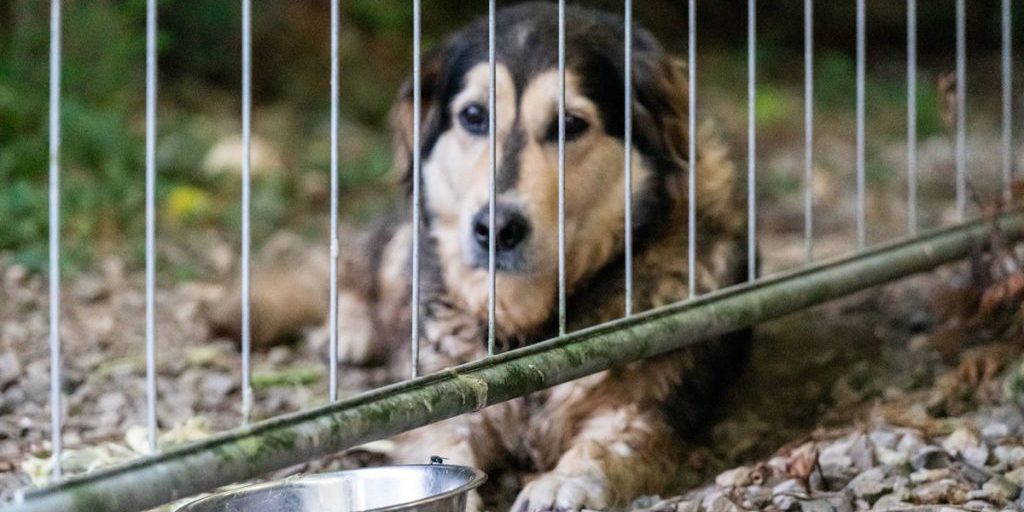 Hund „Vitez“ versauert in NRW-Tierheim – nach drei Jahren passiert es