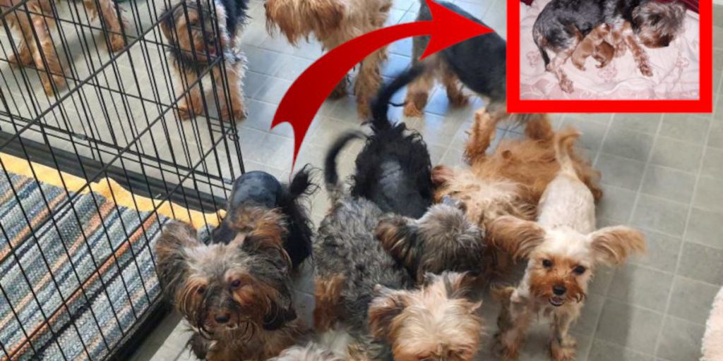 NRW-Tierheim muss 23 Hunde aus Ekel-Wohnung aufnehmen – kurz danach passiert es!