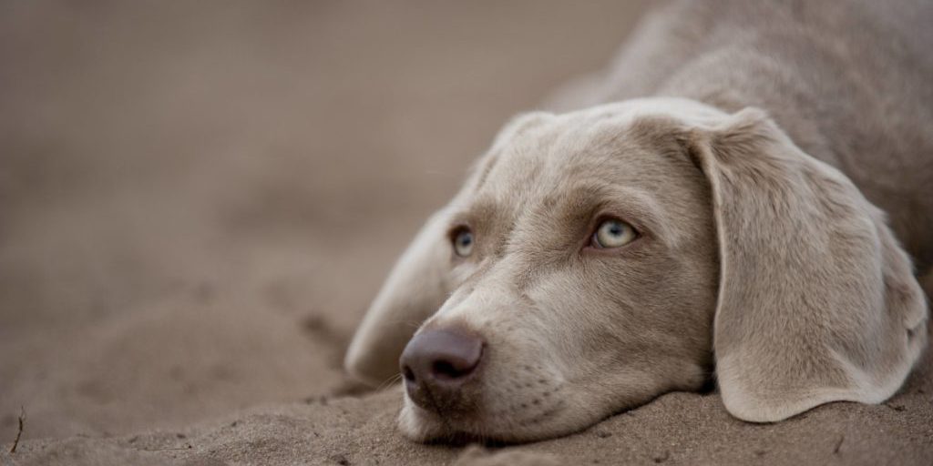 Caso di abbandono e maltrattamento di un cane a Dortmund: una storia toccante che richiama l'attenzione sulla necessità di protezione e rispetto per gli animali