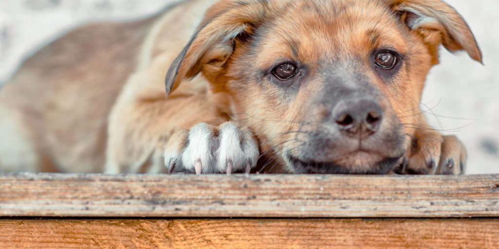 Cane Haribon trovato in un bosco tedesco con la bocca incollata