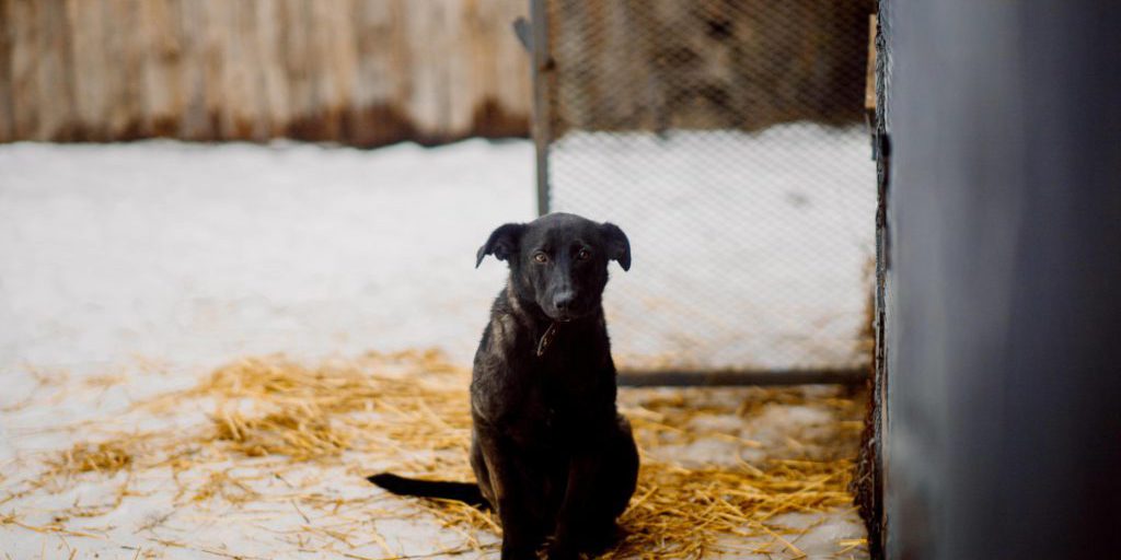 Hündin Kira leidet zitternd in NRW-Tierheim – Video hat sofortige Konsequenzen