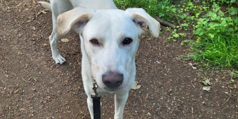 Caso di abbandono in NRW: un cane lasciato al suo destino, una storia che fa riflettere sull'importanza del trattamento umano degli animali