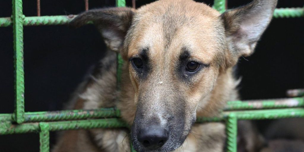 Veterinari intervenuti: donna in Sassonia-Anhalt con oltre 100 cani in una casa piccola