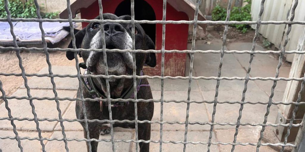 Caso Purple: la storia di un cane dimenticato al rifugio per animali di Duisburg, un appello all'adozione e alla sensibilizzazione sulla condizione degli animali abbandonati in Germania, secondo quanto riportato da RP Online https://www.rp-online.de/