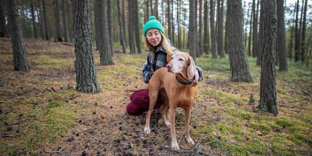 Virus uccide due cani nel bosco di Mecklenburg‑Vorpommern