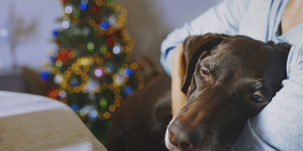 Cane sottoposto a intervento d'urgenza durante serata di Natale in Sassonia