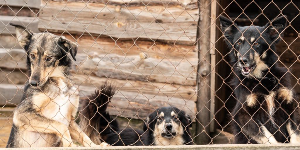 Tragedia in Svizzera: 120 animali uccisi, una storia scioccante e le domande che restano senza risposta