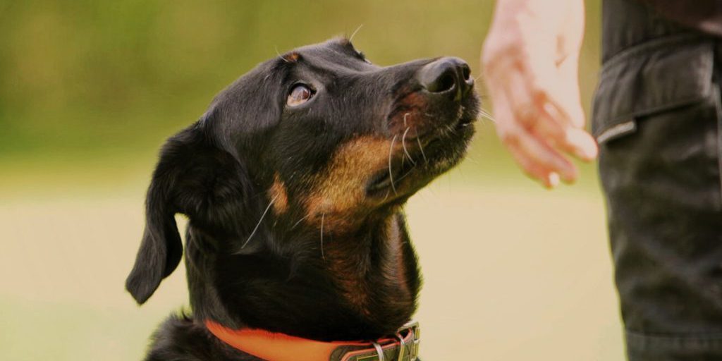 Essen introduce nuove norme per i proprietari di cani a partire da gennaio