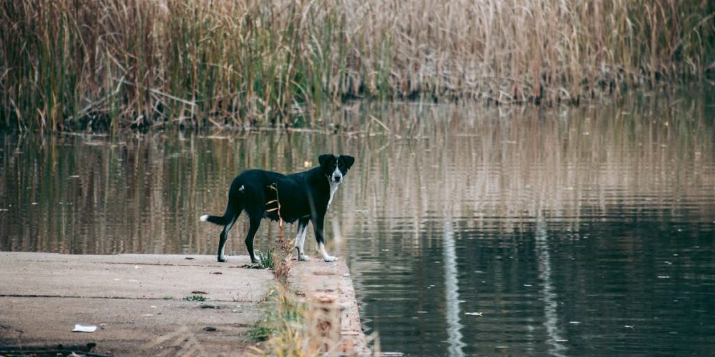 Cani di colore blu a Chernobyl: spiegazione delle immagini virali