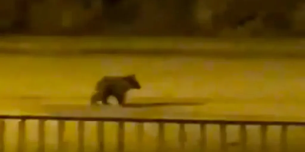 Ospite inaspettato al centro del distretto: i presenti registrano l'evento