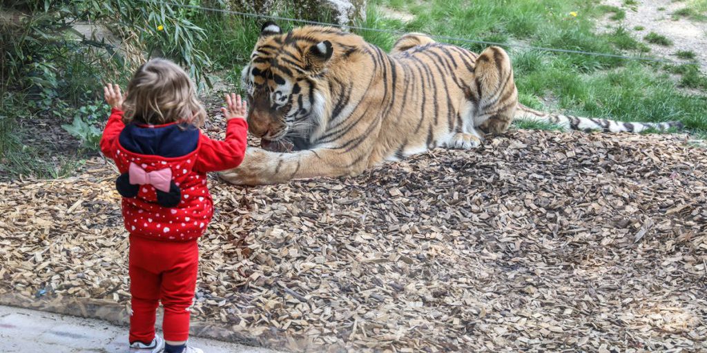 Quattro tigri nati nel 2024 in un zoo della Germania nord‑orientale saranno rilasciati dal loro habitat
