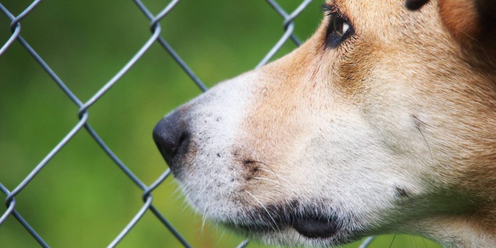 Un Cane Affettuoso in Attesa di una Famiglia Amorevole