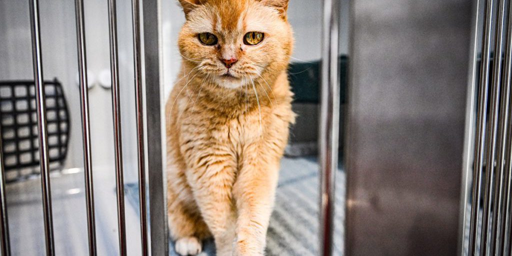 Un evento inaspettato al rifugio di Duisburg: un piccolo miracolo per gli animali