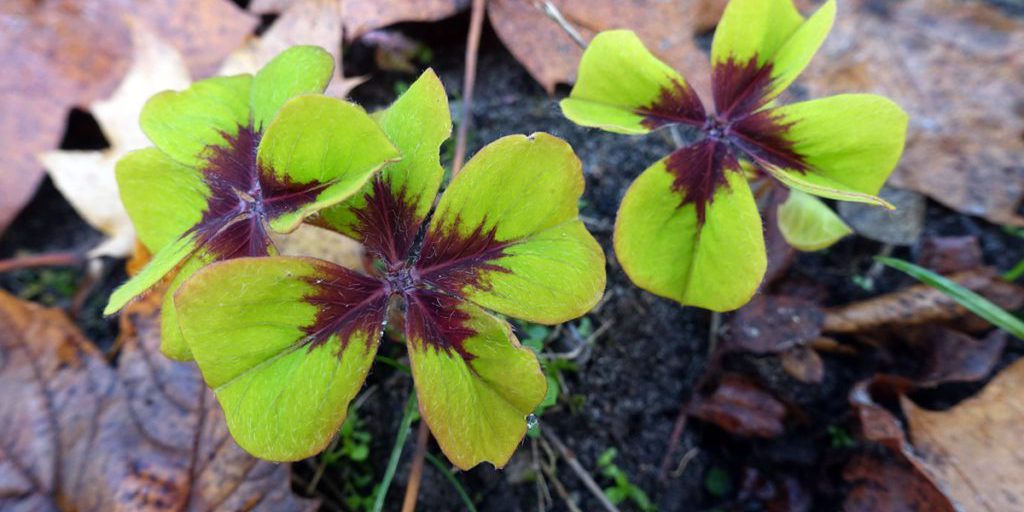 Oroscopo: tre giorni di fortuna alla fine del mese per alcuni segni zodiacali