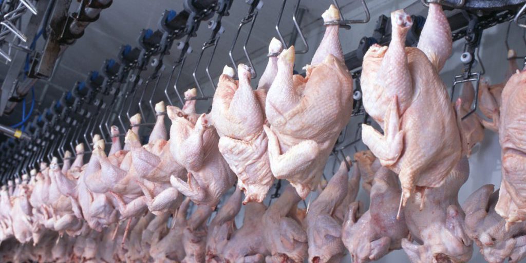 Allevamento di pollame sotto accusa di violenza animale: Kaufland ed Edeka interrompono le consegne