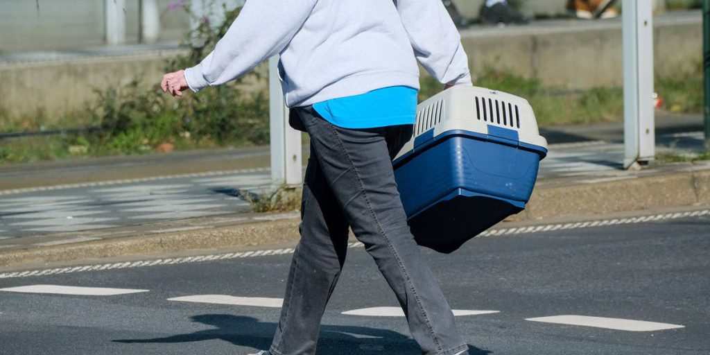 Gatta rapita trovata in rifugio di NRW: restituita al proprietario