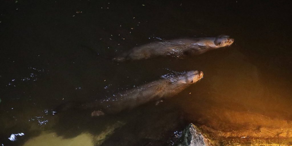 Due animali dello zoo di Nordrhein-Westfalen vengono rilasciati per vivere in libertà