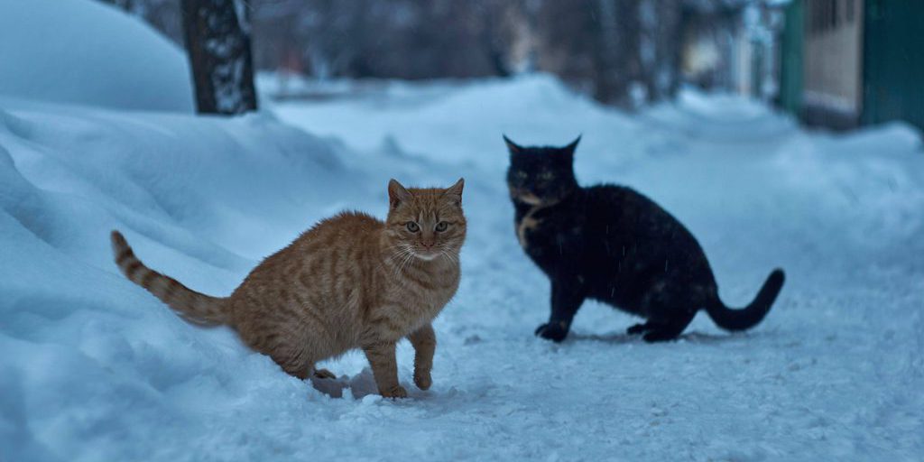 Notte a -10°C: uccelli, scoiattoli e gatti randagi in pericolo di congelamento