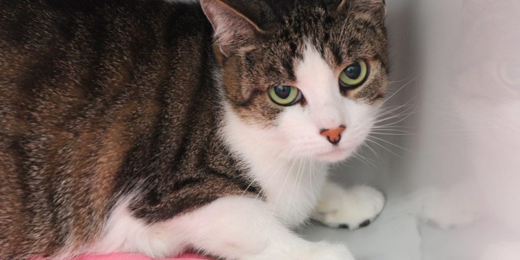 Katze liegt zwischen Mülltonnen in Dortmund – was dann passiert, grenzt an ein Wunder