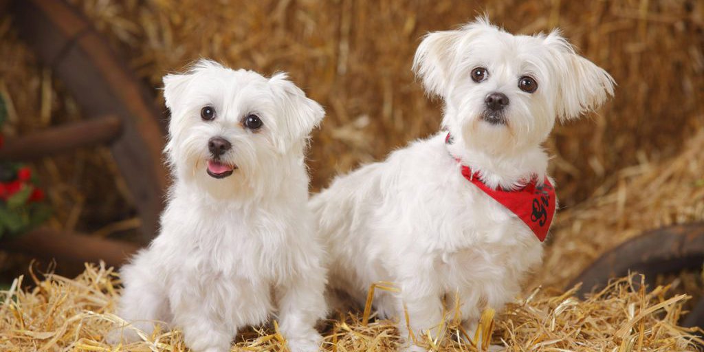 Rifugio in NRW cerca nuove case per due cani anziani