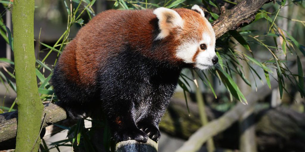 Addio a un amico della Zoom Erlebniswelt di Gelsenkirchen: una decisione difficile per il benessere di tutti