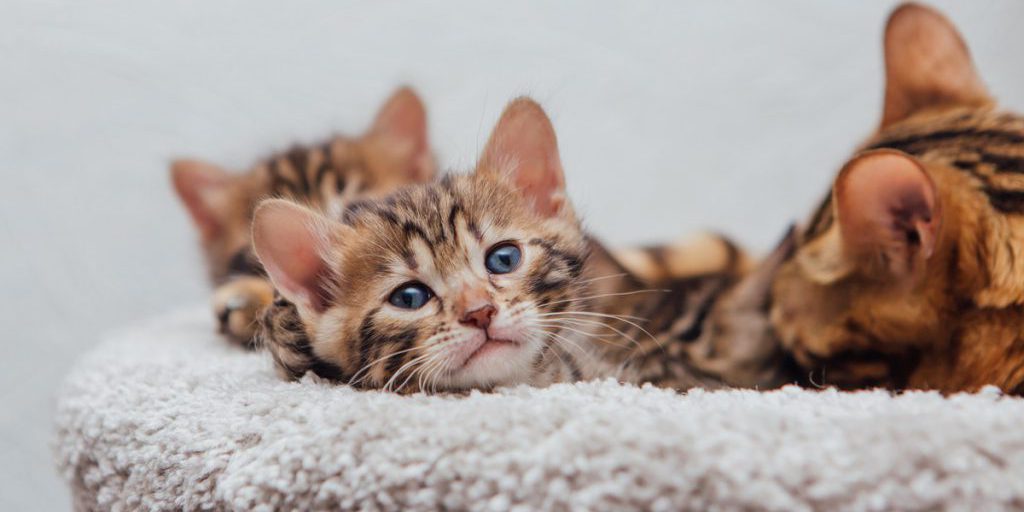 Katzen-Familie landet in NRW-Tierheim: Mitarbeiter können nicht alle retten
