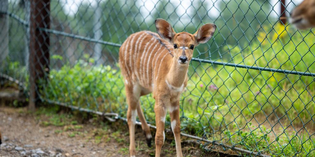 Parco zoologico di Gelsenkirchen registra un boom di nascite: i visitatori possono osservare i piccoli animali