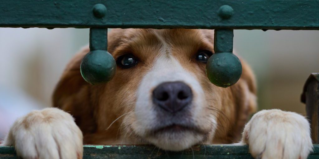 Tierheim Essen völlig verzweifelt: „Emotional frisst uns das auf“