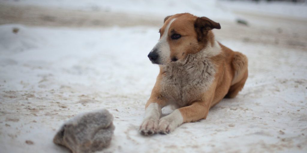 Lucie, la canina intrappolata sotto il ghiaccio di un lago a Amburgo