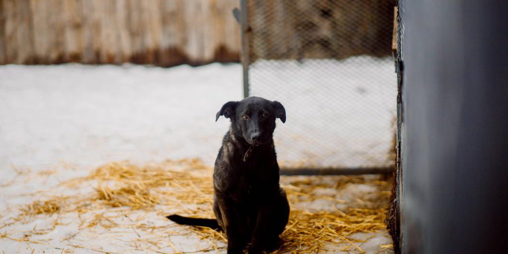 Staff del rifugio per animali del NRW piange per lo stress di Daisy