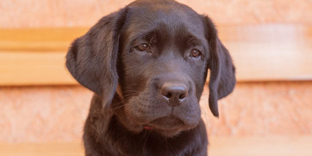 Famiglia nel Ruhrgebiet in Allarme: il Cucciolo Scomparso e la Lotta contro il Furto di Animali Domestici