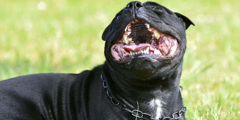 In Grecia, cane legato in casa provoca morte di bambino di due anni