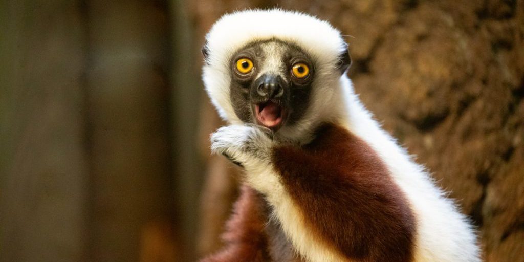 Zoo di Colonia perde due attrazioni amate