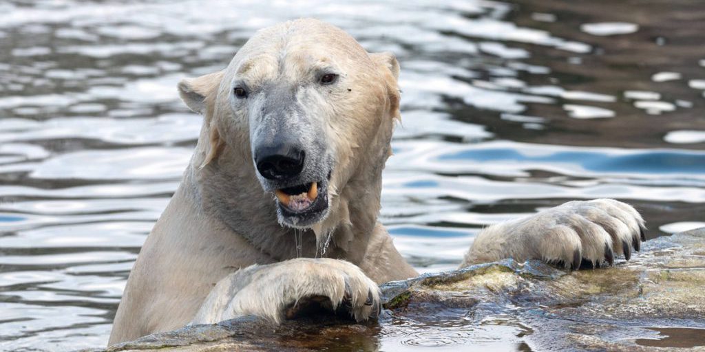 Zoom Gelsenkirchen mostra video dell'orso polare Bill che celebra i suoi 18 anni: una sorpresa inaspettata per i visitatori