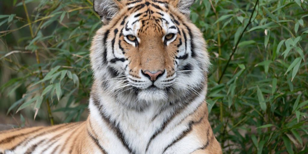 Nuovo tigre introdotto nello zoo di Gelsenkirchen: permanenza breve