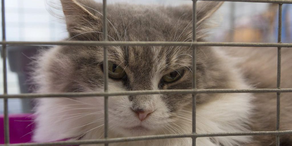 La katze Jeanette: una storia di adozione e abbandono che solleva interrogativi sulla responsabilità degli amanti degli animali