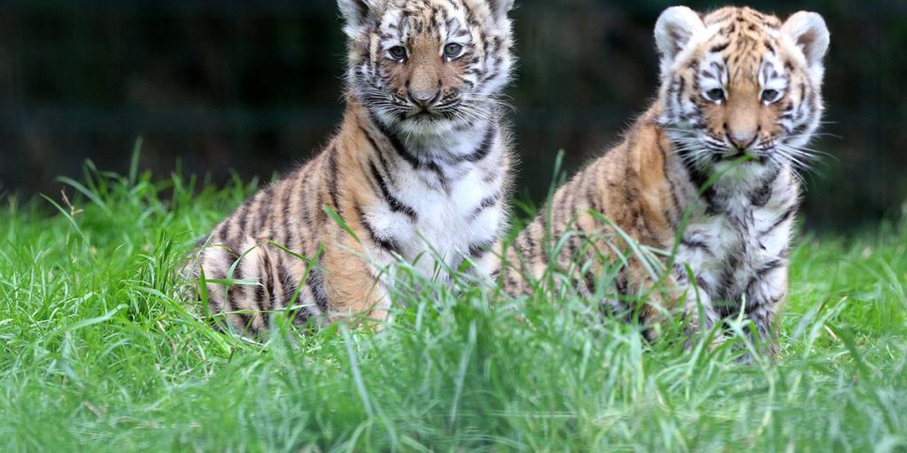 Zoo Wuppertal musste handeln – es geht um die Tiger-Babys im Gehege